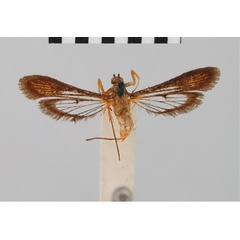 /filer/webapps/moths/media/images/O/ochracea_Chamanthedon_STM_BMNH.jpg