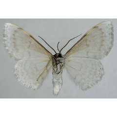 /filer/webapps/moths/media/images/P/pythiaria_Somatina_AM_ZSMb.jpg