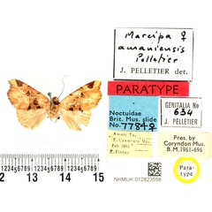 /filer/webapps/moths/media/images/A/amaniensis_Marcipa_PTF_BMNH.jpg
