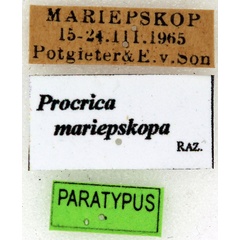 /filer/webapps/moths/media/images/M/mariepskopa_Procrica_PT_ISEA_04l.jpg