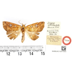 /filer/webapps/moths/media/images/A/albomacula_Singara_HT_BMNH.jpg