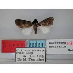 /filer/webapps/moths/media/images/C/contraria_Euxootera_HT_RMCA.jpg