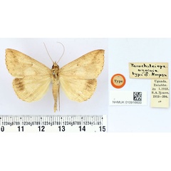 /filer/webapps/moths/media/images/A/agonia_Parachalciope_HT_BMNH.jpg