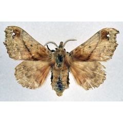 /filer/webapps/moths/media/images/F/fenestrata_Odontopacha_AF_NHMO_01.jpg