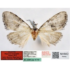 /filer/webapps/moths/media/images/N/nanographa_Meganola_HT_NHMO.jpg