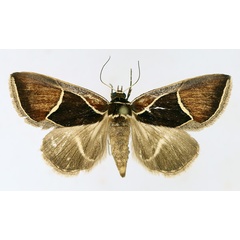 /filer/webapps/moths/media/images/P/pentagonalis_Parafodina_AF_TMSA_02.jpg