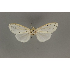 /filer/webapps/moths/media/images/F/flavizonata_Paralpenus_HT_BMNH.jpg