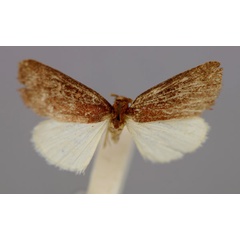 /filer/webapps/moths/media/images/S/subpurpurea_Ethiopica_HT_RMCA_03.jpg
