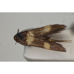 /filer/webapps/moths/media/images/O/osteitis_Stathmopoda_HT_BMNH.jpg