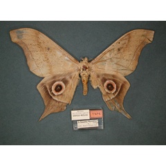 /filer/webapps/moths/media/images/T/truncata_Imbrasia_PT_RMCA_01.jpg
