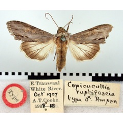 /filer/webapps/moths/media/images/R/ruptifascia_Copicucullia_HT_BMNH.jpg