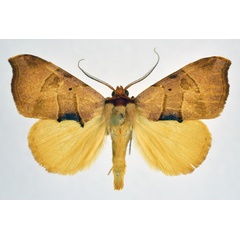 /filer/webapps/moths/media/images/P/phaeodonta_Marcipa_AM_NHMO.jpg