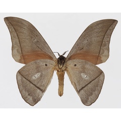 /filer/webapps/moths/media/images/G/goodii_Lobobunaea_AM_Basquinb.jpg