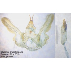 /filer/webapps/moths/media/images/C/crassilimbaria_Chiasmia_GM_Bippus.jpg