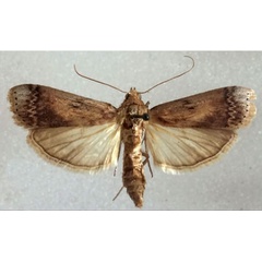 /filer/webapps/moths/media/images/V/villora_Euzophera_AF_MNHN.jpg