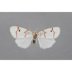 /filer/webapps/moths/media/images/A/abyssinica_Cyana_A_BMNH.jpg