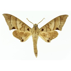 /filer/webapps/moths/media/images/C/carteri_Polyptychus_AM_Basquin_01.jpg