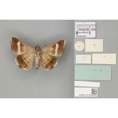 /filer/webapps/moths/media/images/C/congesta_Grammodes_HT_BMNHb.jpg