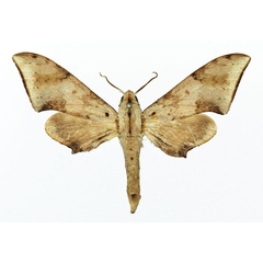 /filer/webapps/moths/media/images/R/retusus_Polyptychus_AM_Basquin_02.jpg
