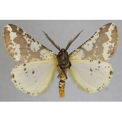 /filer/webapps/moths/media/images/C/commaculata_Rhodophthitus_AM_ZSMb.jpg