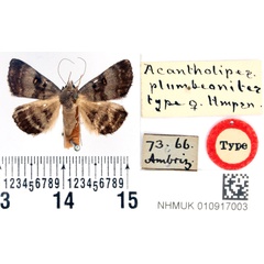 /filer/webapps/moths/media/images/P/plumbeonitens_Acantholipes_HT_BMNH.jpg
