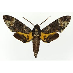/filer/webapps/moths/media/images/S/solani_Coelonia_AM_Basquin.jpg