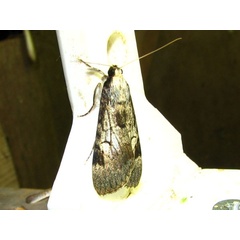 /filer/webapps/moths/media/images/T/tegulata_Audea_A_Goff.jpg