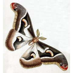 /filer/webapps/moths/media/images/V/vacuna_Saturnia_HT_Westwood_1849_7-1.jpg
