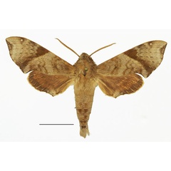 /filer/webapps/moths/media/images/R/robertsoni_Temnora_AM_Basquina.jpg