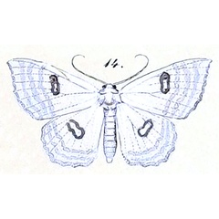 /filer/webapps/moths/media/images/A/aegretta_Problepsis_HT_Felder_1875_128-14.jpg