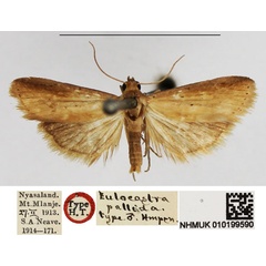 /filer/webapps/moths/media/images/P/pallida_Eulocastra_HT_NHMUK.jpg