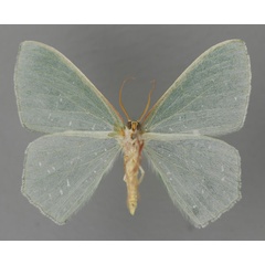 /filer/webapps/moths/media/images/N/niphosporas_Prasinocyma_A_ZSM_02.jpg