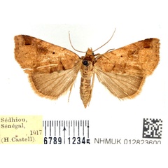 /filer/webapps/moths/media/images/I/inscripta_Marcipa_AF_BMNH.jpg