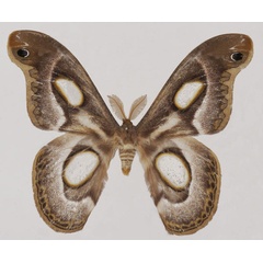 /filer/webapps/moths/media/images/M/mythimnia_Epiphora_AM_Basquin.jpg