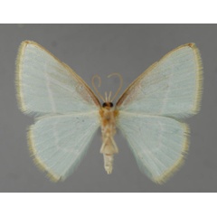 /filer/webapps/moths/media/images/C/coerulea_Comostolopsis_A_ZSM_02.jpg