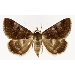 /filer/webapps/moths/media/images/C/contraria_Cerocala_AF_TMSA_01.jpg