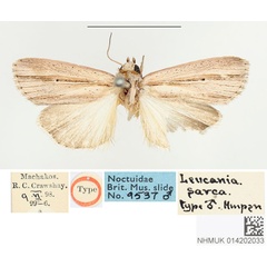 /filer/webapps/moths/media/images/S/sarca_Leucania_STM_BMNH.jpg