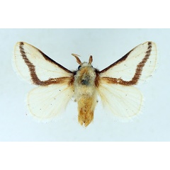 /filer/webapps/moths/media/images/N/neglecta_Parapluda_AM_TMSA_01.jpg
