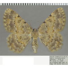 /filer/webapps/moths/media/images/L/lequatrei_Charissa_AF_ZSM.jpg