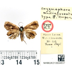 /filer/webapps/moths/media/images/M/mediofoveata_Orygmophora_HT_BMNH.jpg