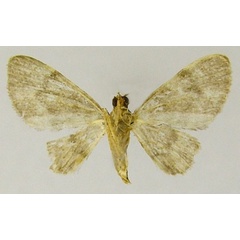 /filer/webapps/moths/media/images/B/birivulata_Gymnoscelis_AF_ZSMb.jpg