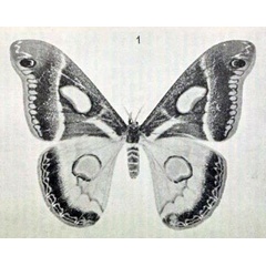 /filer/webapps/moths/media/images/S/semialba_Drepanoptera_HT_Rebel_1915_1.jpg