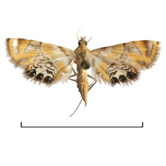 /filer/webapps/moths/media/images/S/stepheni_Eoophyla_HT_BMNH.jpg