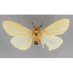 /filer/webapps/moths/media/images/R/rhodesiana_Pseudoradiarctia_LT_BMNH.jpg