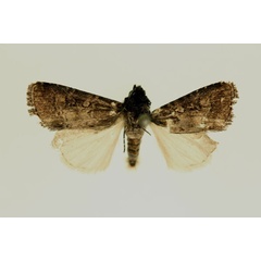 /filer/webapps/moths/media/images/C/contraria_Euxootera_HT_RMCA_02.jpg