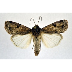 /filer/webapps/moths/media/images/M/mauritia_Spodoptera_A_NHMO.jpg