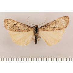 /filer/webapps/moths/media/images/S/swartbergensis_Pasteosia_HT_TMSA.jpg