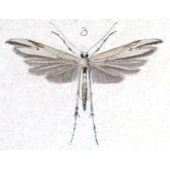 /filer/webapps/moths/media/images/S/stramineus_Lioptilus_HT_Walsingham_3-3.jpg