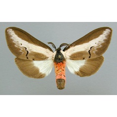/filer/webapps/moths/media/images/S/serena_Galona_AF_RMCA.jpg