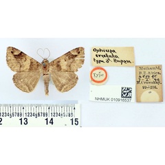/filer/webapps/moths/media/images/E/erectata_Ophiusa_HT_BMNH.jpg